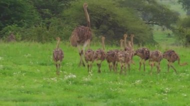 Afrikalı devekuşu civciv ile