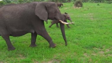 buzağı ile Afrika fili