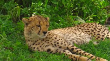 Ngorongoro koruma alanında uyku Çita