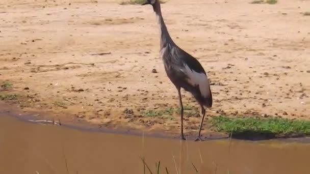 Grulla coronada gris africana — Vídeo de stock