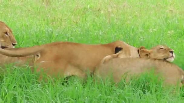 Afrika aslanları Tarangire Milli Parkı — Stok video