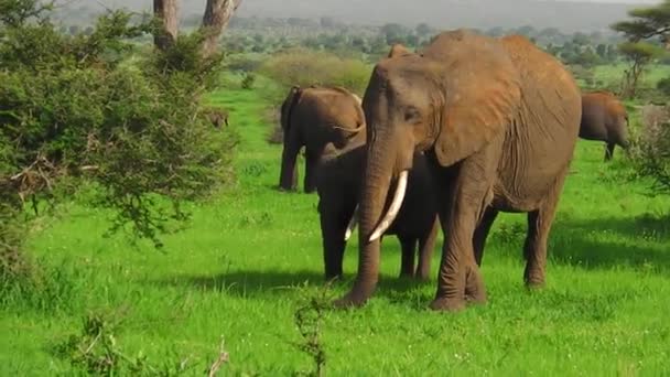 Bezerro jovem elefante africano — Vídeo de Stock