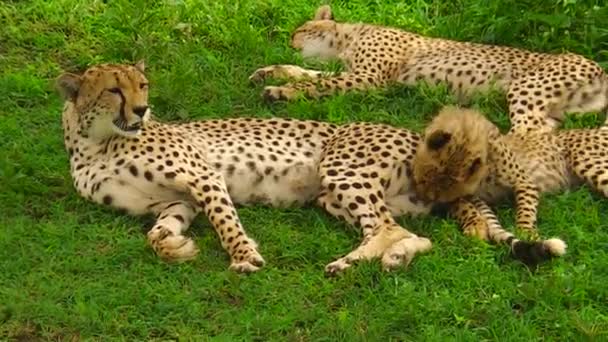 Gepard mláďata čištění — Stock video