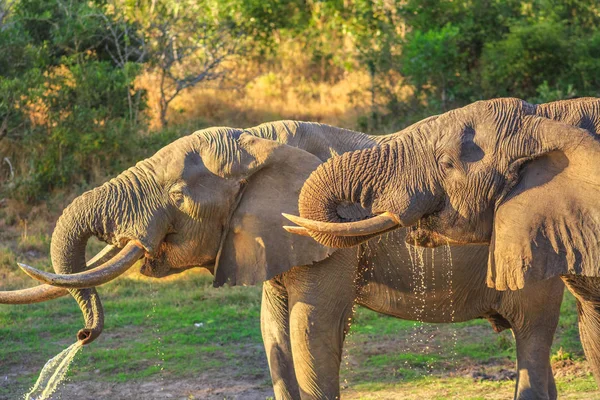 Tembe parque elefante — Fotografia de Stock