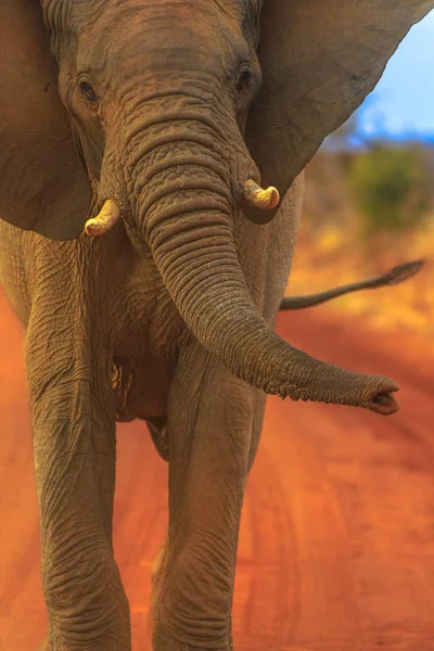 Elefante africano en el desierto de Kalahari — Foto de Stock