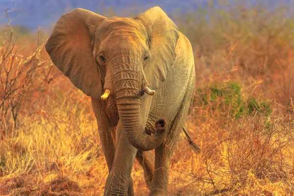 Elefante africano Sudáfrica — Foto de Stock