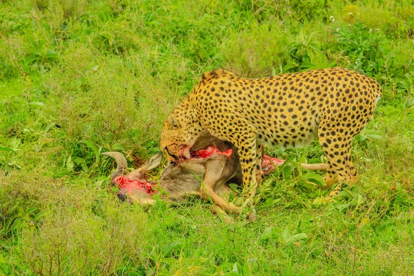 Cheetah zjada Gnu — Zdjęcie stockowe