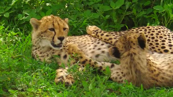 Cheetahs cleaning on grass — Stock Video