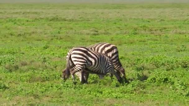 Zebras fighting in Ndutu — Stock Video