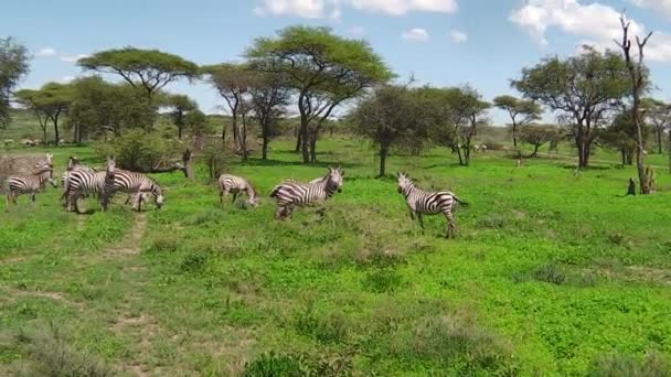 Zebraherde wandert in Ndutu — Stockvideo