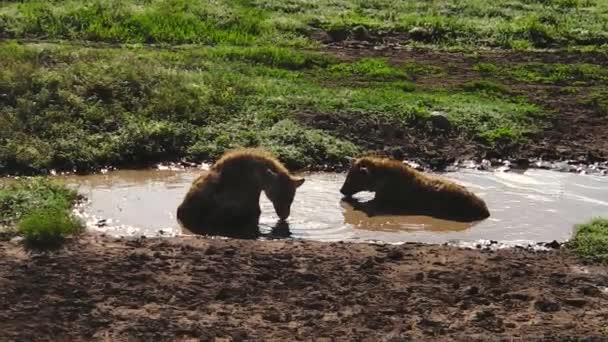 Fläckiga hyenor i Ndutu dricka — Stockvideo