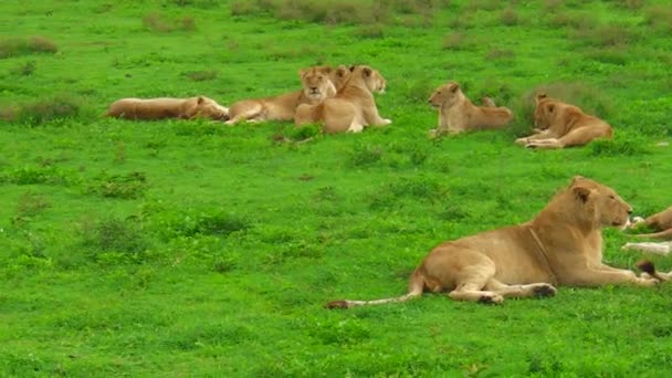 Leões africanos fecham em Ndutu — Vídeo de Stock