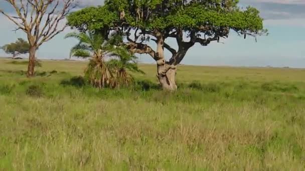 Cachorros de leopardo en un árbol alimentándose — Vídeo de stock