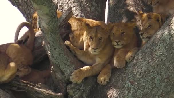 Genç Serengeti aslanlar — Stok video