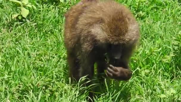Babuino comiendo en la hierba — Vídeo de stock