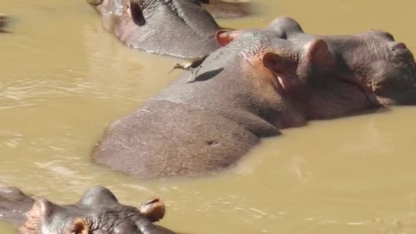 Hippopotamus close up in the river — Stock Video