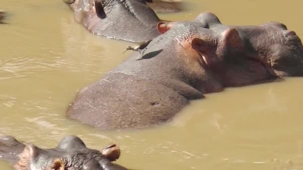 Hippopotamus close up in the river Stock Video