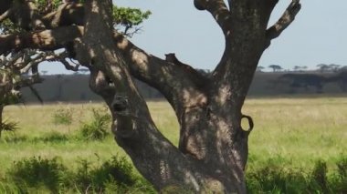 Leopar yavrusu Serengeti'nin bir ağaç üzerinde