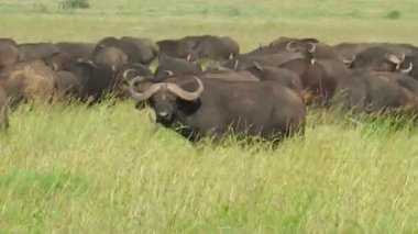 Afrika cape buffalos geçiş sürüsü