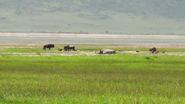 Rinoceronte blanco en el cráter de Ngorongoro — Vídeo de stock