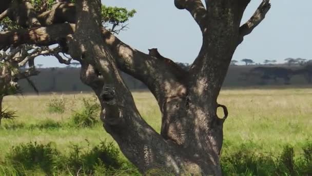 Leopard cub på ett träd av Serengeti — Stockvideo