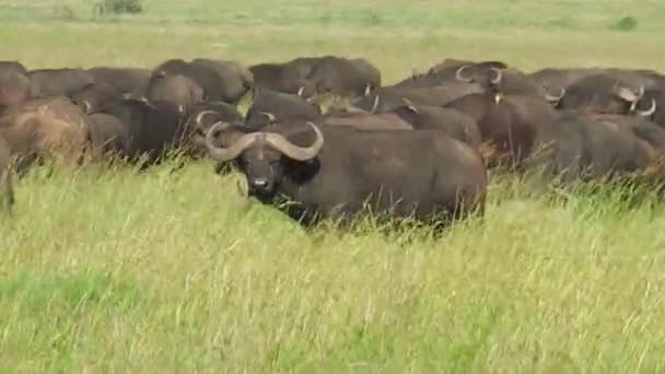 Besättningen av afrikanska cape bufflar migration — Stockvideo