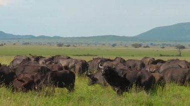 Serengeti cape buffalos geçişinde sürüsü