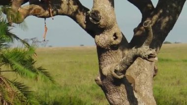 Serengeti'nin bir ağaç tırmanma leopar yavruları