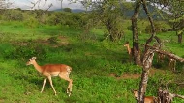 Tanzanya'nın Impala antilop