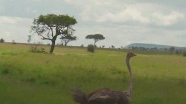 Afrikalı kadın devekuşu Serengeti Milli Parkı Tanzanya, Afrika otlak çalışan.