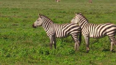 Ndutu iki ortak zebras