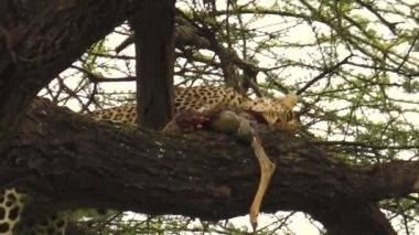 Ağaçta bir av yeme leopar