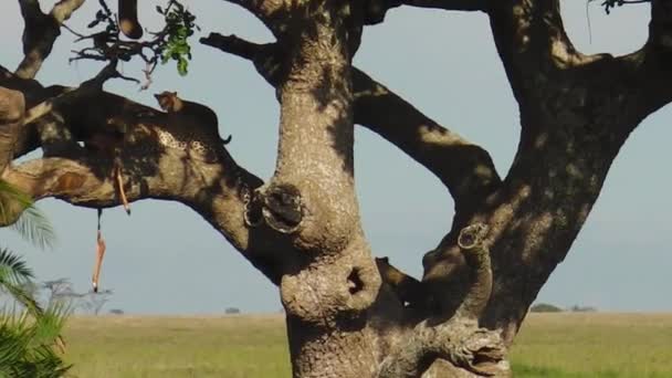 Cachorros de leopardo en un árbol alimentándose — Vídeo de stock