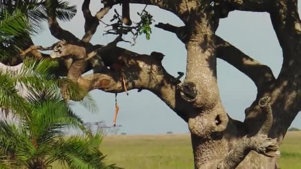 Luipaard welpen op het vervoederen aan een boom — Stockvideo