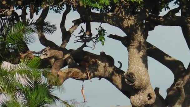 Leopardo Con Cachorros Alimentándose Parque Nacional Del Serengeti Tanzania África — Vídeo de stock