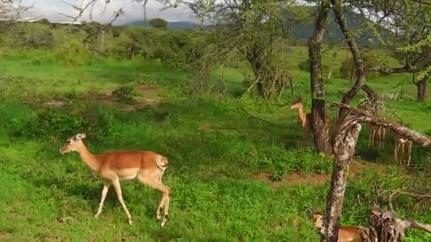 Tanzanya'nın Impala antilop — Stok video