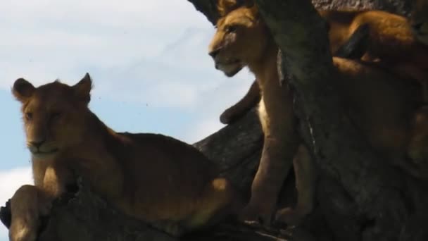 Leones descansando sobre el árbol — Vídeo de stock