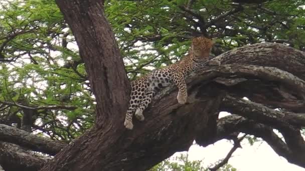 Leopard on a tree of Ndutu — Stock Video