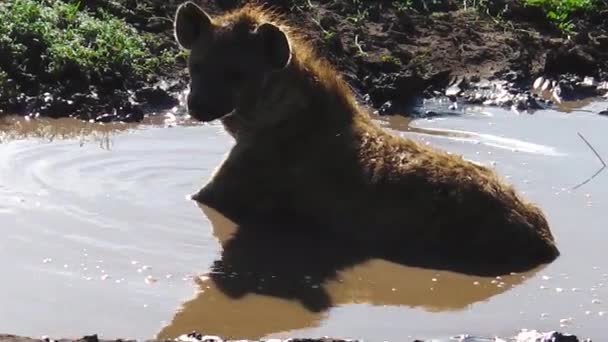 Hiena manchada de Tanzania en Ndutu — Vídeos de Stock