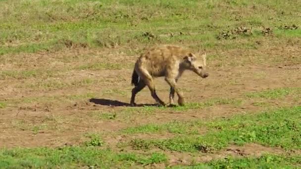 Tanzano manchado hiena en movimiento — Vídeo de stock