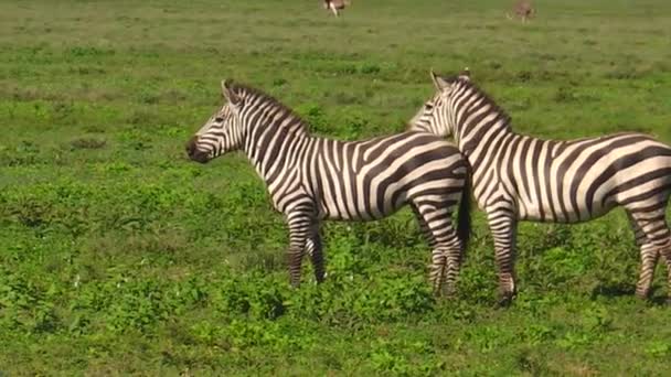 dva společné zebry v Ngorongoro