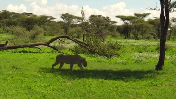 Una Leonessa Che Riposa All Ombra Della Prateria Dell Area — Video Stock