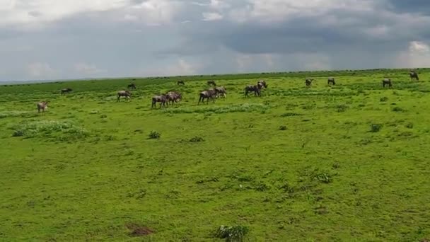 Kudde van de migratie van de gnoes in Ndutu — Stockvideo