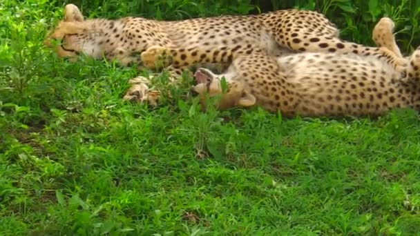 Twee cheetah welpen met hun moeder — Stockvideo