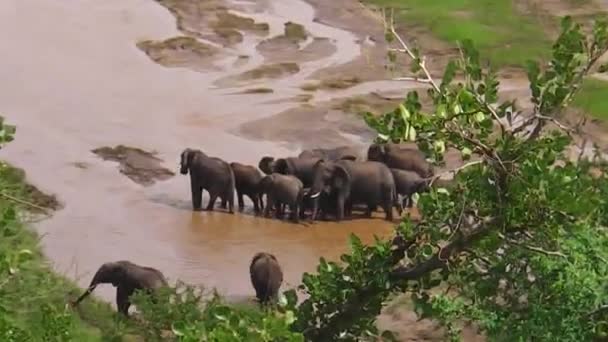 Африканские слоны в реке — стоковое видео