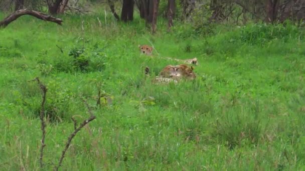 Three young cheetahs cleaning — Stock Video