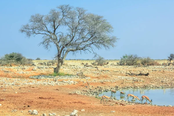 Δέντρο Etosha Okaukuejo — Φωτογραφία Αρχείου