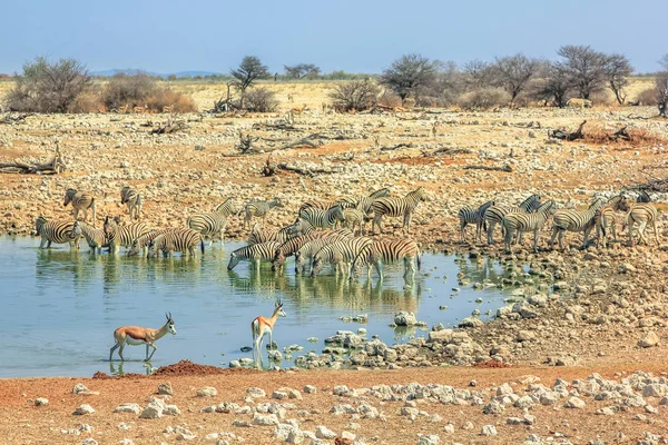 Namibya savannah arka plan — Stok fotoğraf