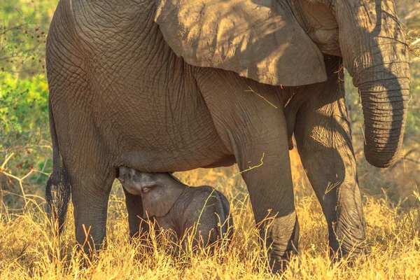 Слон-телёнок пьёт молоко — стоковое фото