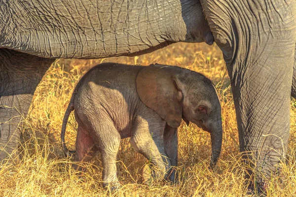 Слон с теленком — стоковое фото
